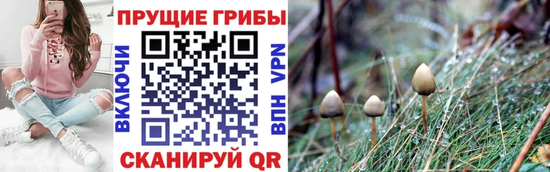 omg ссылки Фатеж Псилоцибиновые грибы Psilocybe